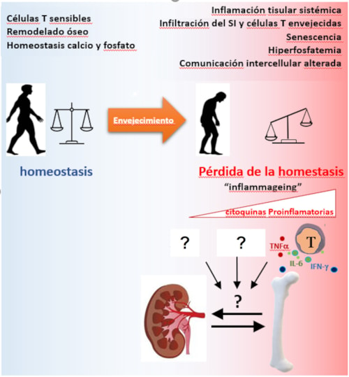 HOMEOSTASIS 