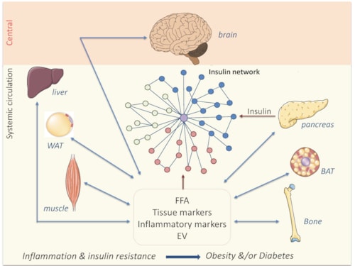 Diagrama insulina