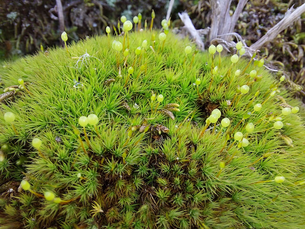 Vegetación, Ecosistemas y Gestión Ambiental - Bartramia-pomiformis