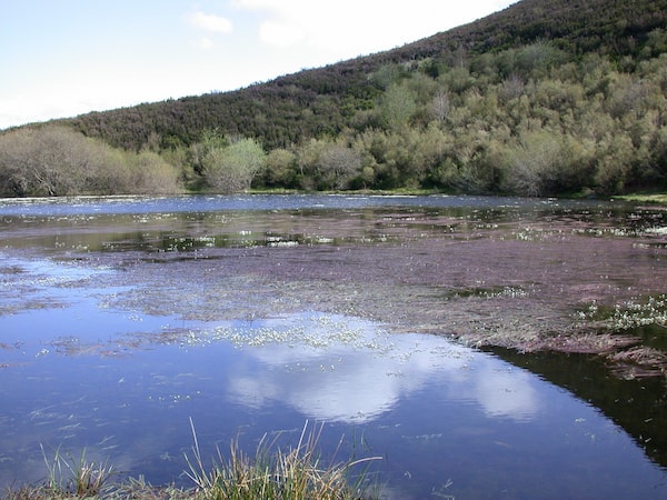 Vegetación, Ecosistemas y Gestión Ambiental - GIR-VEGA-1