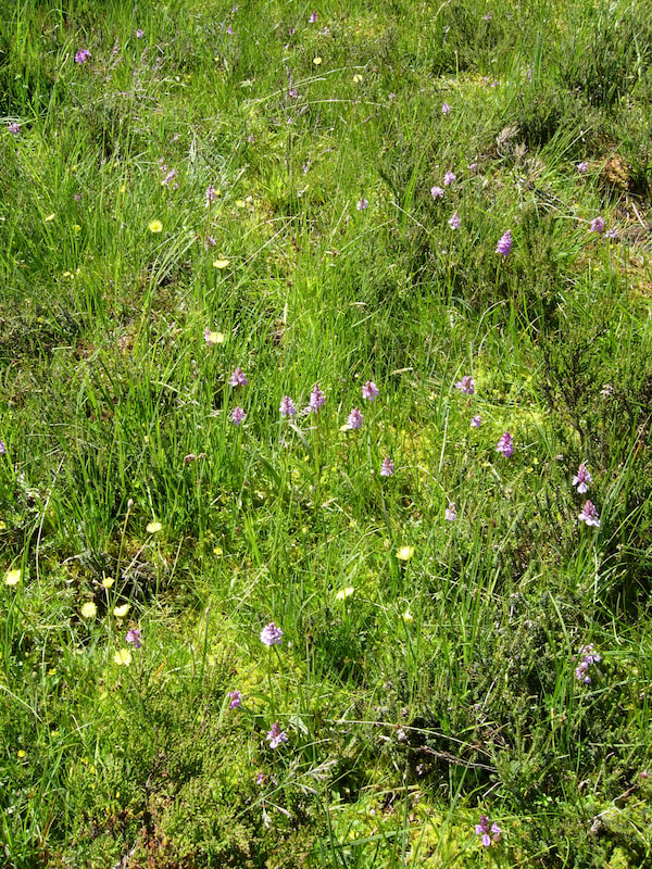 Vegetación, Ecosistemas y Gestión Ambiental - GIR-VEGA-3