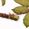 Discovery of a new species of bush for science in the Sierra of Madrid - 11568