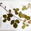 Discovery of a new species of bush for science in the Sierra of Madrid - 11569