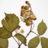 Discovery of a new species of bush for science in the Sierra of Madrid - 11570
