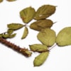 Discovery of a new species of bush for science in the Sierra of Madrid - 11571