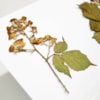 Discovery of a new species of bush for science in the Sierra of Madrid - 11572