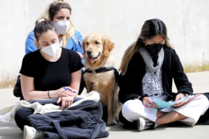 ¿Ayudan los perros a disminuir la ansiedad ante los exámenes?