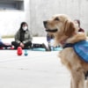 ¿Ayudan los perros a disminuir la ansiedad ante los exámenes? - 11831