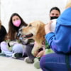 ¿Ayudan los perros a disminuir la ansiedad ante los exámenes? - 11832