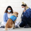 ¿Ayudan los perros a disminuir la ansiedad ante los exámenes? - 11834