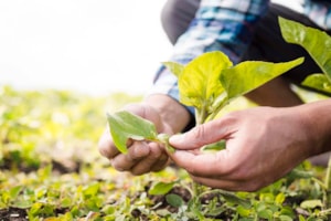 Producción sostenible vs. Producción convencional
