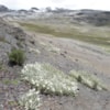 Algunas especies de Senecio podrían desaparecer en el Perú - 12753