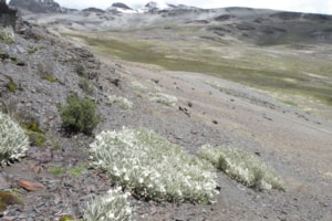 Algunas especies de Senecio podrían desaparecer en el Perú