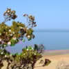 Recuperar las ‘perlas de Doñana’ - 14956