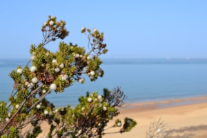 Recuperar las ‘perlas de Doñana’