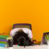Encouraging results in narcolepsy management - 17584