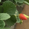 IMG210220181152087953