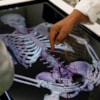 Esqueleto Mesa Virtual Anatomia
