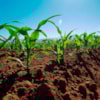 Terreno de cultivo