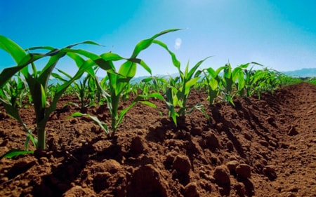 Terreno de cultivo